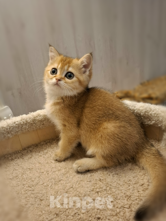 Кошки в Санкт-Петербурге: Шотландские золотые. Девочка, 29 000 руб. - фото 3