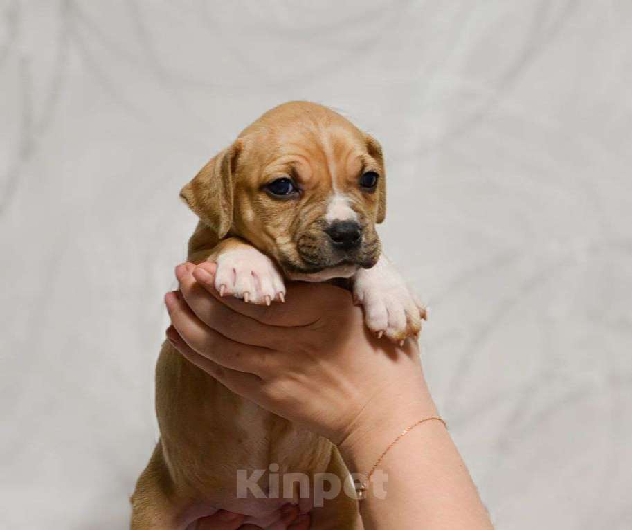 Собаки в Москве: Шикарный парень амстаффа Мальчик, 70 000 руб. - фото 1