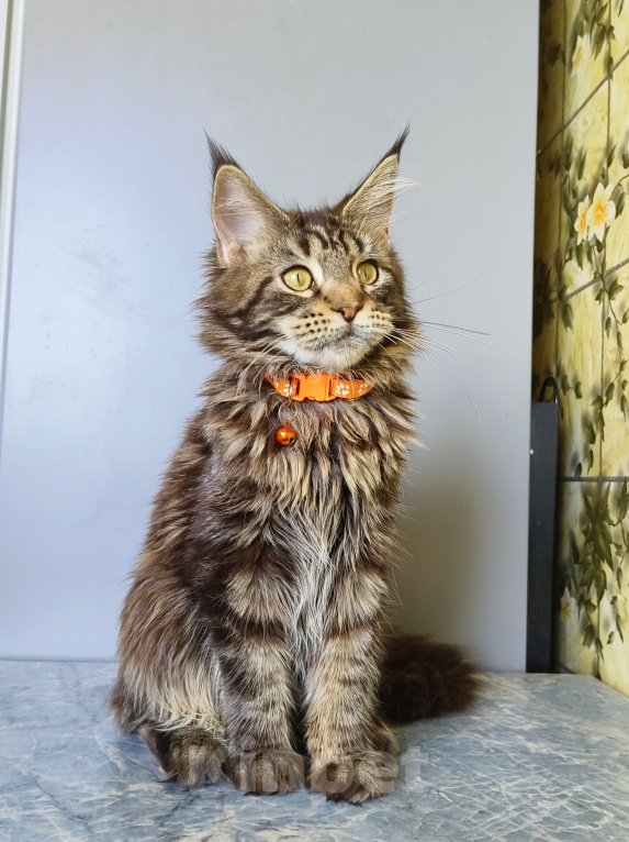 Кошки в Москве: Котенок Мейн-Кун Девочка Девочка, 40 000 руб. - фото 7