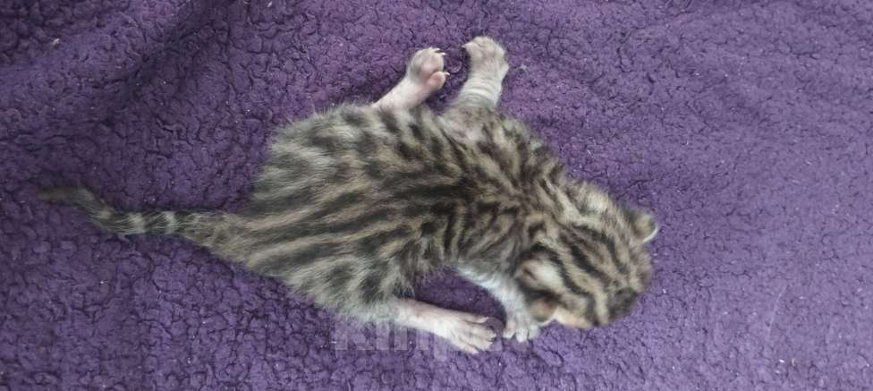 Кошки в Самаре: Чистокровные бенгалы Девочка, 25 000 руб. - фото 2