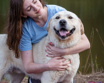 Собаки в Солнечногорске: Лабрадор в добрые руки Мальчик, Бесплатно - фото 7