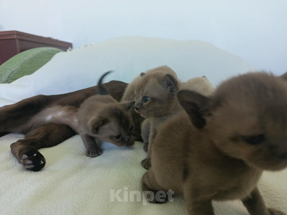Кошки в Нижнем Новгороде: Котята европейской бурмы Разнополые, Бесплатно - фото 4