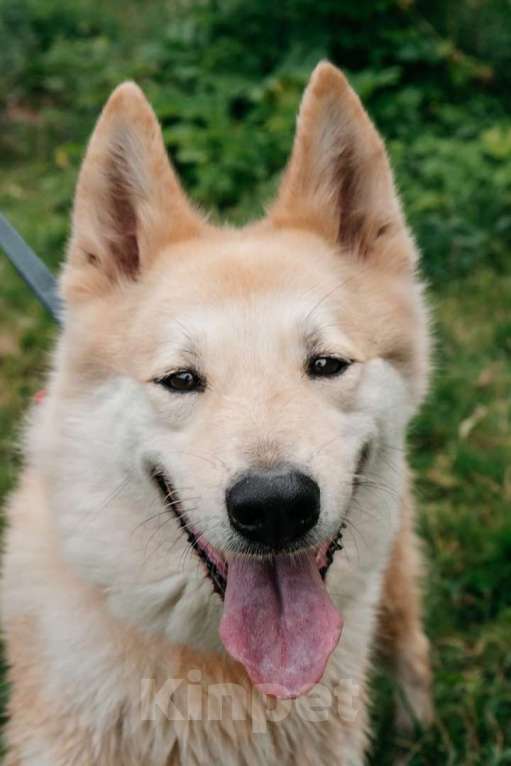 Собаки в Москве: метис акиты Харт был брошен у приюта Мальчик, 10 руб. - фото 3