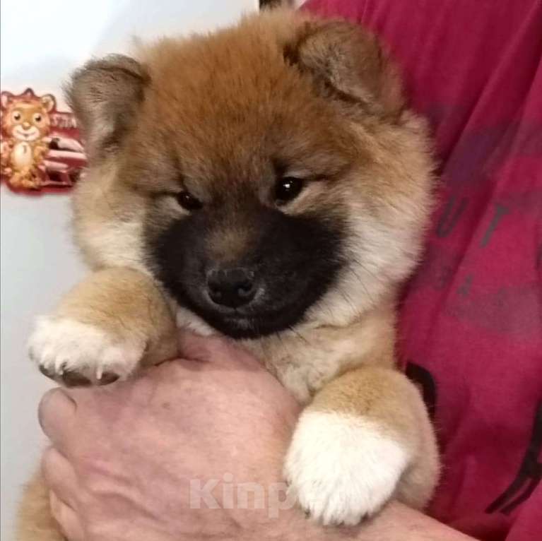 Собаки в Дмитрове: щенки сиба Мальчик, 50 000 руб. - фото 1