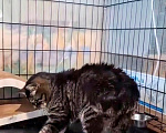 Кошки в Санкт-Петербурге: Кошечка для души с нашим полным обеспечением Девочка, Бесплатно - фото 4