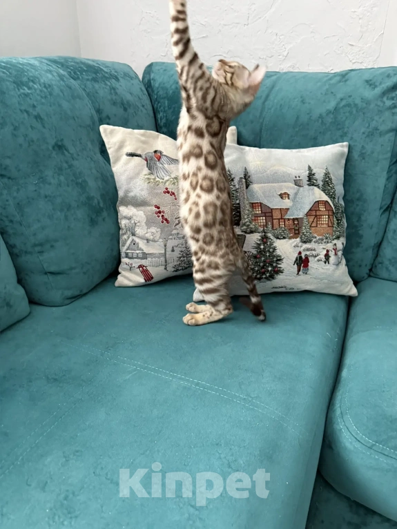 Кошки в Екатеринбурге: Чистокровная бенгальская кошечка Девочка, 60 000 руб. - фото 2