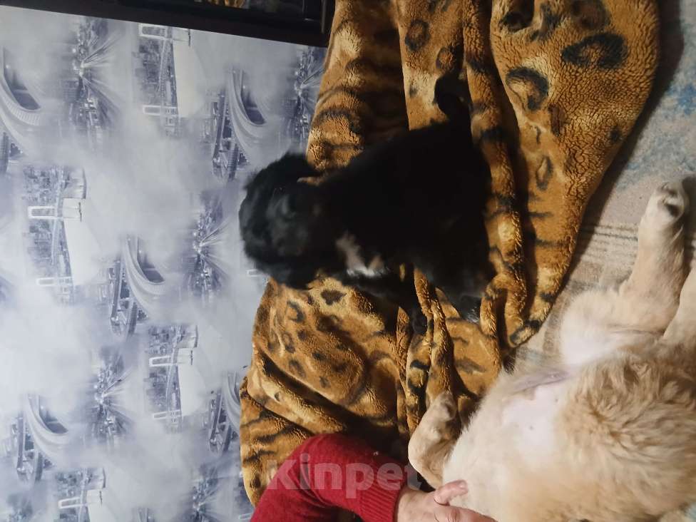 Собаки в Симферополе: Отдам щенка вдобрые руки Девочка, Бесплатно - фото 5