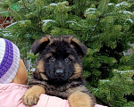 Собаки в Томске: Щенки немецкой овчарки Мальчик, 60 000 руб. - фото 1