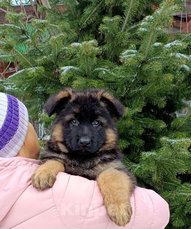 Собаки в Томске: Щенки немецкой овчарки Мальчик, 60 000 руб. - фото 1