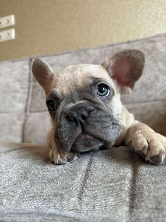 Собаки в Москве: Французский бульдог  Мальчик, 80 000 руб. - фото 3