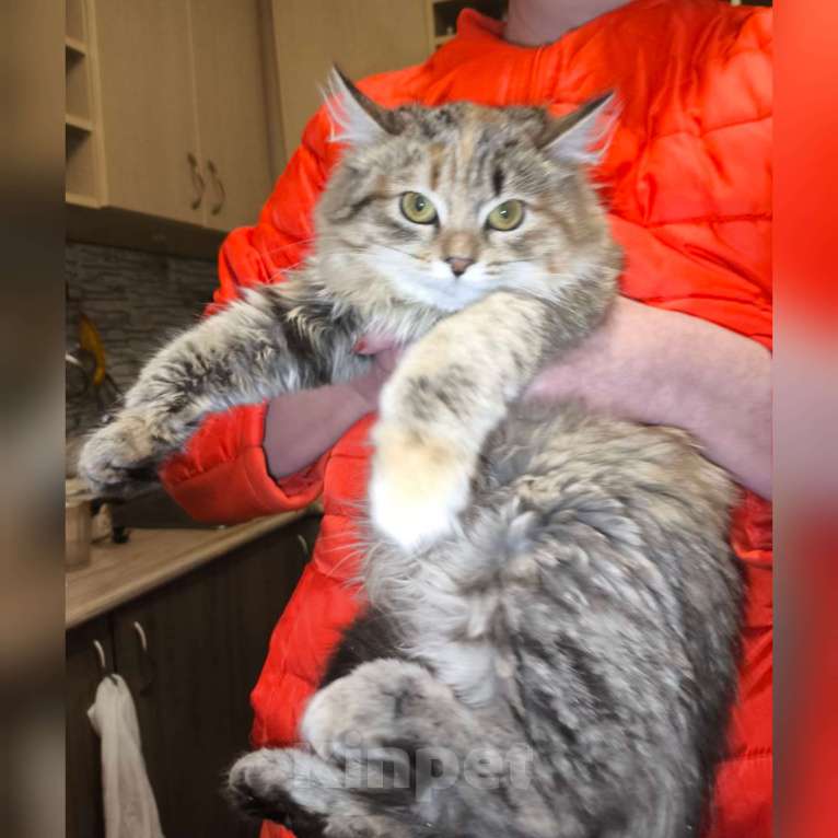 Кошки в Казани: Котенок подросток Девочка, Бесплатно - фото 1