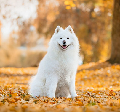 Самоед, или самоедская собака