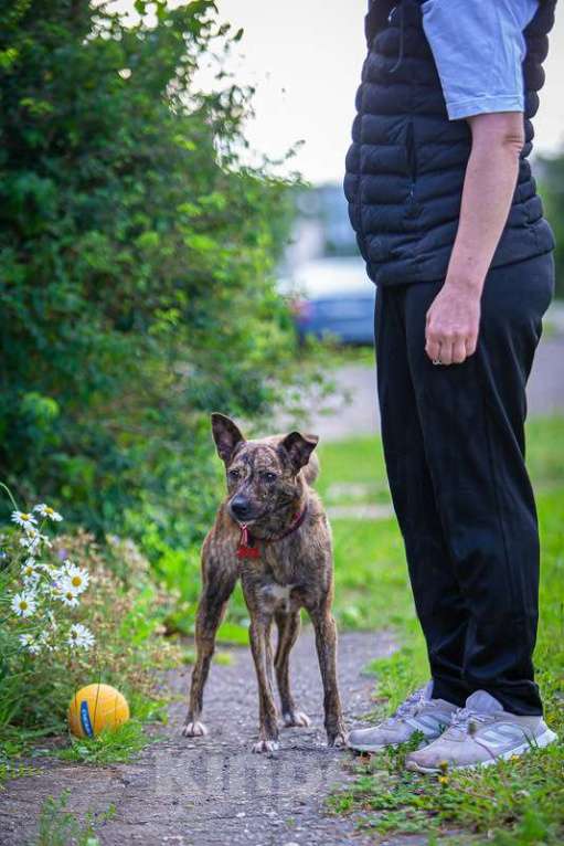 Собаки в Москве: Крошка Веня в добрые руки Мальчик, 1 руб. - фото 4