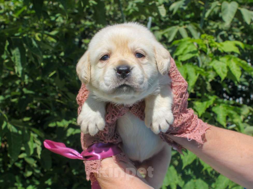 Собаки в других городах Липецкой области: Чудесная девочка щенок лабрадора Девочка, 60 000 руб. - фото 2