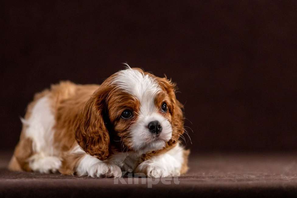 Собаки в других городах Московской области: Изэль Девочка, 125 000 руб. - фото 5