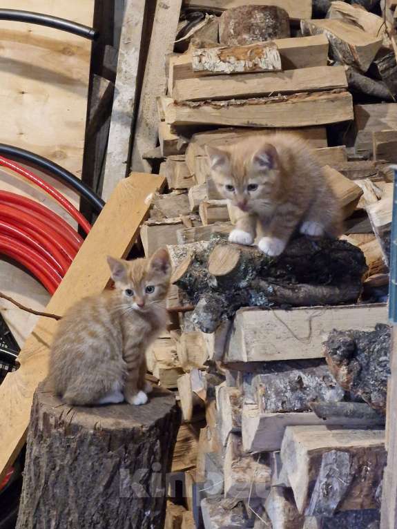 Кошки в других городах Ленинградской области: Кузя Мальчик, Бесплатно - фото 3