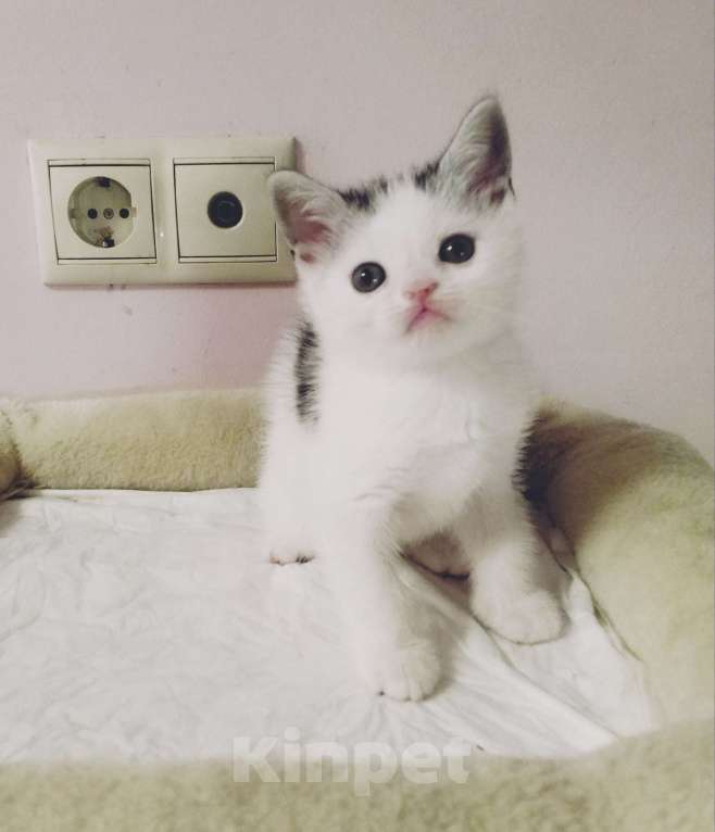 Кошки в Москве: Шотландские плюшевые детки Мальчик, 25 000 руб. - фото 5