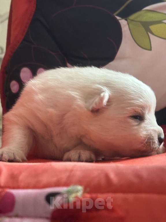 Собаки в Москве: Японский шпиц из питомника Мальчик, 100 000 руб. - фото 9