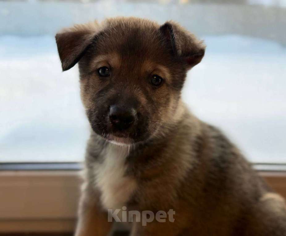 Собаки в других городах Московской области: Щенок Хаски в добрые руки Мальчик, Бесплатно - фото 5