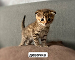 Кошки в Новосибирске: Шотландские вислоухие котята Разнополые, 5 000 руб. - фото 3