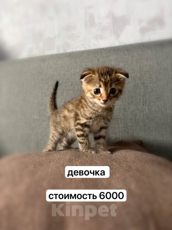 Кошки в Новосибирске: Шотландские вислоухие котята Разнополые, 5 000 руб. - фото 3