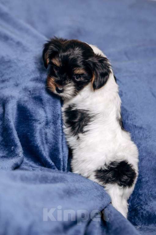 Собаки в Москве: Щенки бивер йорка Мальчик, 60 000 руб. - фото 4