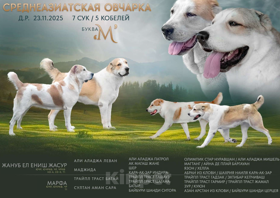 Собаки в Печоре: Девочка САО Девочка, 40 000 руб. - фото 3