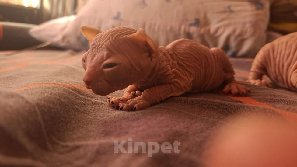 Кошки в Санкт-Петербурге: Котенок донского сфинкса Девочка, 15 000 руб. - фото 4