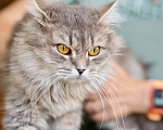 Кошки в Москве: Пушистый котик Ефим ищет дом. В добрые руки Мальчик, Бесплатно - фото 4