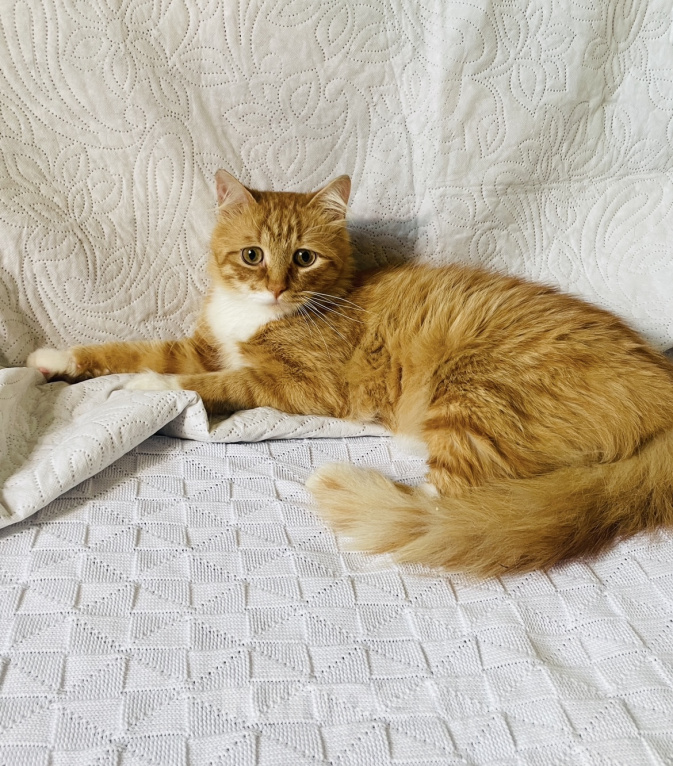 Кошки в Москве: Кот ищет дом Мальчик, Бесплатно - фото 1