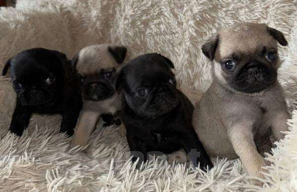 Собаки в других городах Московской области: Шенки Мальчик, 23 000 руб. - фото 2