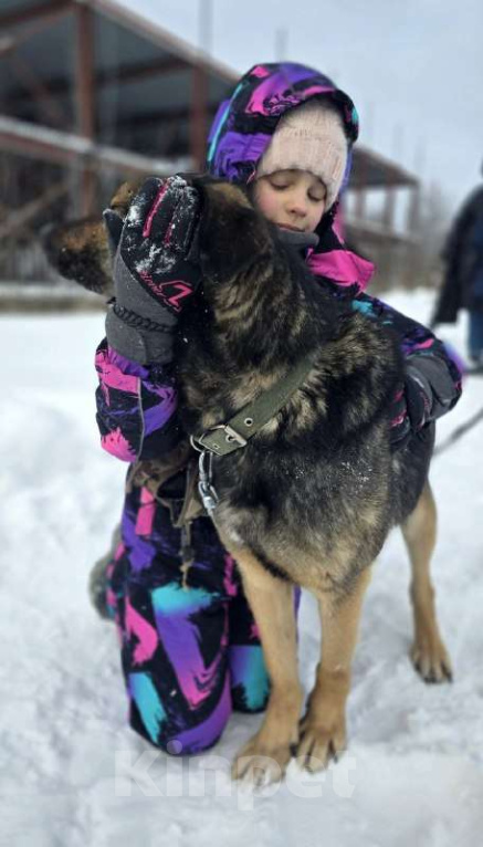 Собаки в Королеве: Малышка Кафа ищет дом и любящуюсемью Девочка, Бесплатно - фото 4