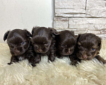 Собаки в Москве: Шоколадный Йорк мальчик Мальчик, Бесплатно - фото 2