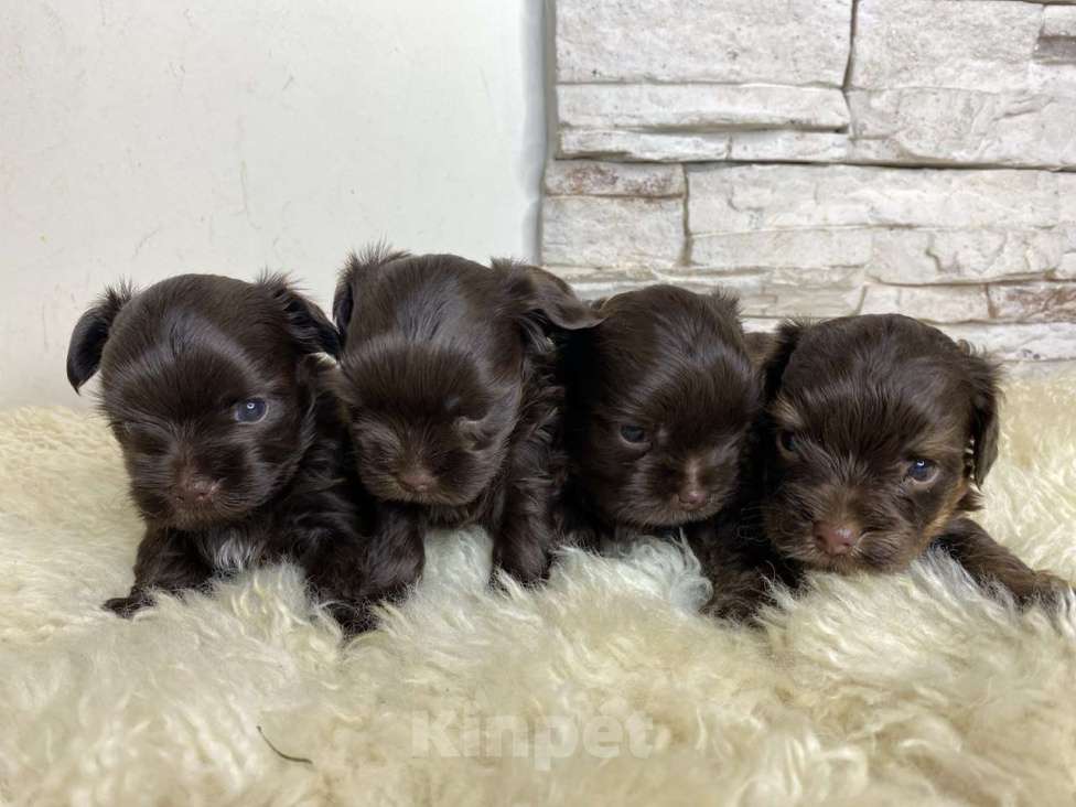 Собаки в Москве: Шоколадный Йорк мальчик Мальчик, Бесплатно - фото 2