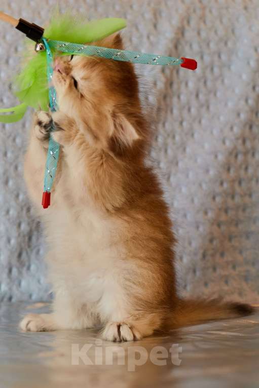 Кошки в Челябинске: Мальчик Золотая шиншилла ny 12 Мальчик, 80 000 руб. - фото 6