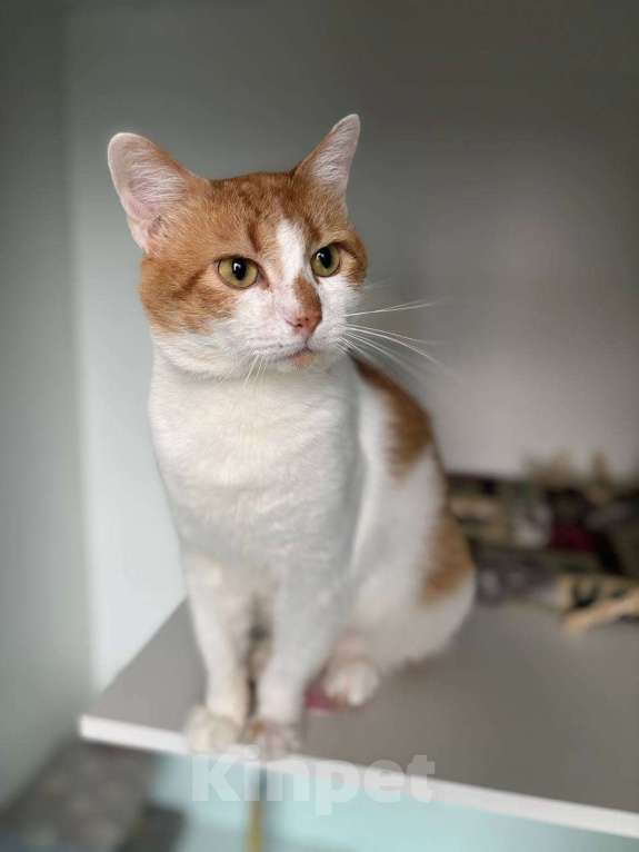 Кошки в Санкт-Петербурге: Яркий и ласковый кот Павлик Мальчик, Бесплатно - фото 1