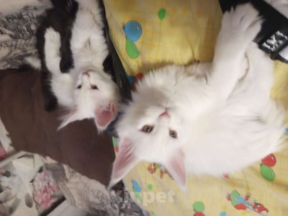 Кошки в других городах Ленинградской области: Девочка Мейн Кун polidakt Девочка, 25 000 руб. - фото 3