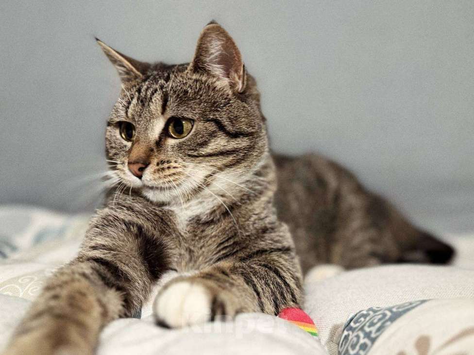 Кошки в Балашихе: Пеппи Девочка, Бесплатно - фото 4