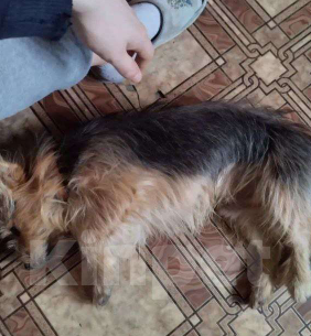 Собаки в Ростове-на-Дону: Поиск суки для вязки эксклюзивного кобеля Мальчик, Бесплатно - фото 2