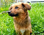 Собаки в Пушкино: в добрые руки Мальчик, 1 руб. - фото 2