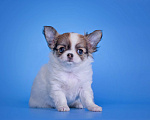 Собаки в Москве: Чихуахуа д/ш девочка Девочка, 50 000 руб. - фото 1