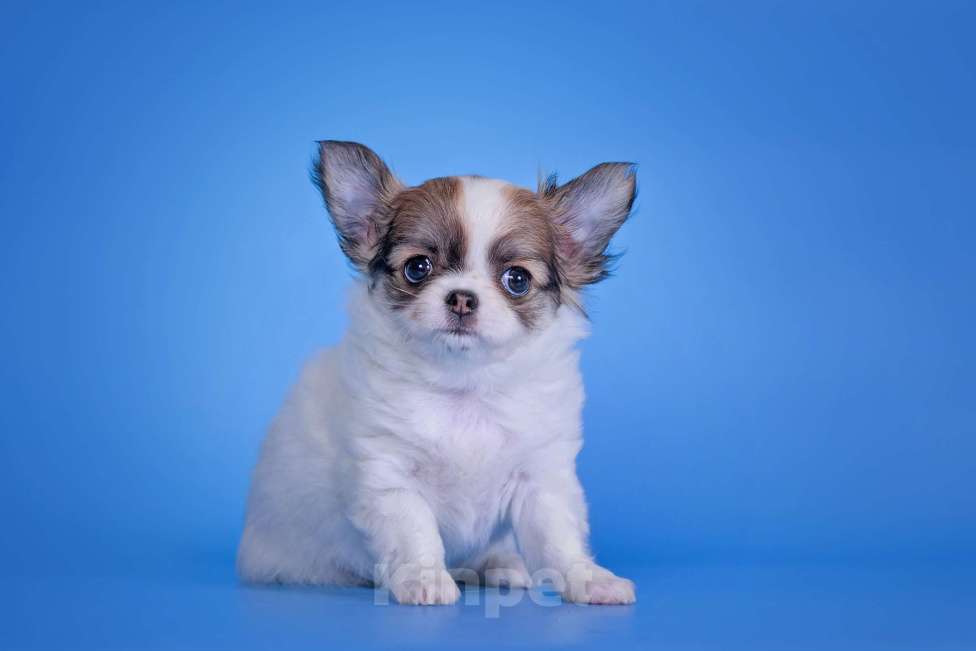 Собаки в Москве: Чихуахуа д/ш девочка Девочка, 50 000 руб. - фото 1