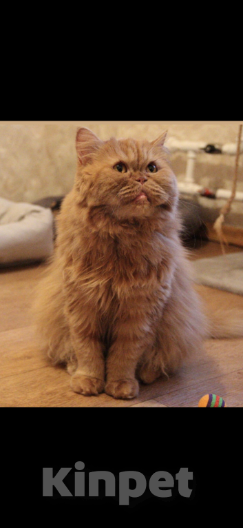 Кошки в Москве: ТЭССИ ИЩЕТ ДОМ Девочка, Бесплатно - фото 4