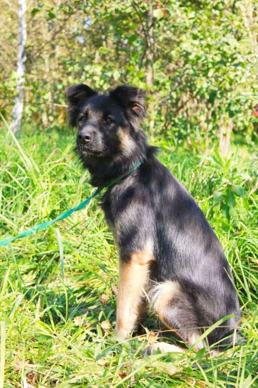 Собаки в Москве: Спасенная из усыпалки Девочка, Бесплатно - фото 4