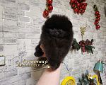 Собаки в Москве: Мальчик померанского шпица редкого черного окраса Мальчик, Бесплатно - фото 1
