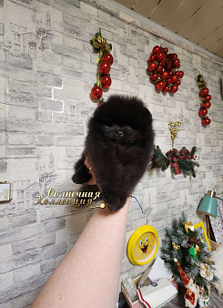 Мальчик померанского шпица редкого черного окраса