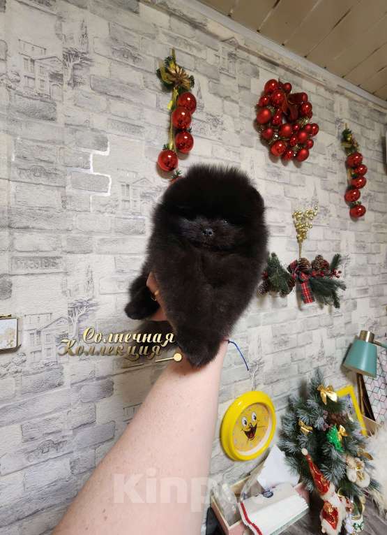 Собаки в Москве: Мальчик померанского шпица редкого черного окраса Мальчик, Бесплатно - фото 1