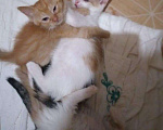 Кошки в Тамбове: Котята, 100 руб. - фото 4