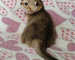 Кошки в Колпашево: Котенок, 6 000 руб. - фото 2