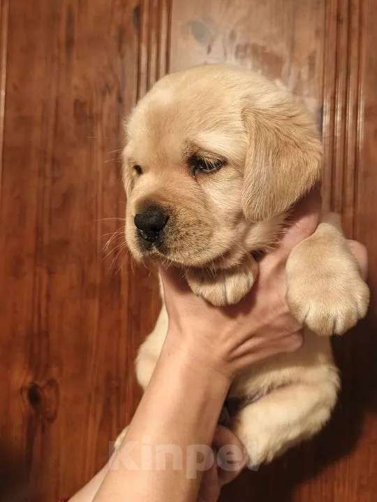 Собаки в Воронеже: Щенки Лабрадора документы РКФ Мальчик, 50 000 руб. - фото 1